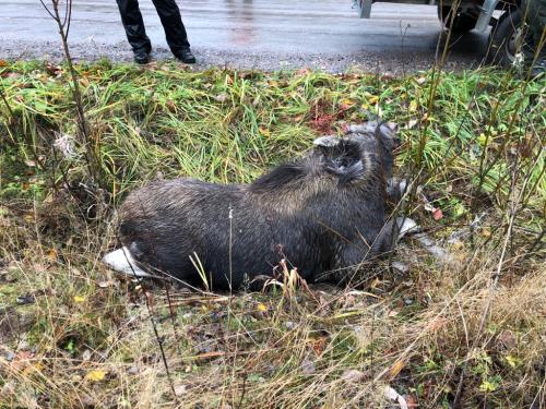 Seuran ensimmäinen hirvi