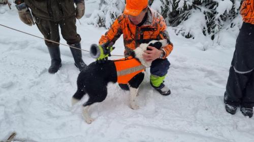 Ahkeraa-koiraa-palkitaan