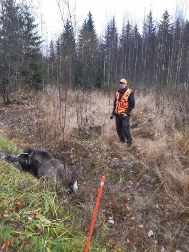 Juuso ja seuran ensimmainen kaato