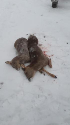 Kauriskannan hoitamista myös harjoitetaan