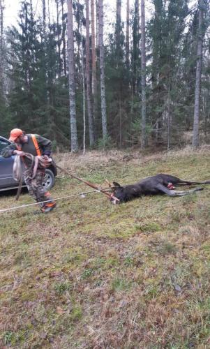 Peke vetämässä sonnia