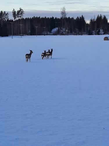 Juusolla oli viimeisenä jahtipäivänä muutakin kuin hirviä näkyvillä